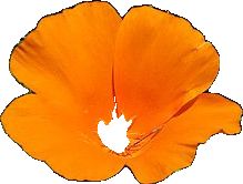 an orange flower on a white background