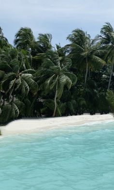 the water is crystal blue and there are palm trees