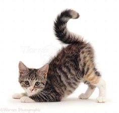 a small kitten standing on its hind legs