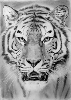 a pencil drawing of a tiger's face