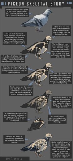 the anatomy of a bird and its skeleton parts info sheet with instructions on how to use it