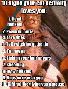 a cat laying on top of a person's leg with the words 10 signs your cat actually loves you