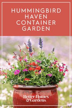 the hummingbird haven container garden