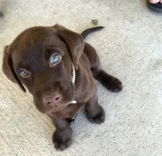 a brown puppy with blue eyes sitting on the floor