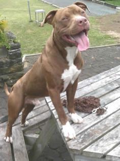 a brown and white dog sitting on top of a wooden bench