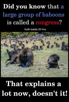 an image of monkeys in the grass with caption that says, did you know that a large group of baboons is called a congress?