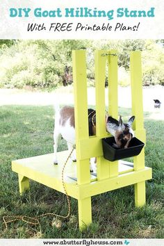 a small dog standing on top of a yellow chair with a black bowl in it