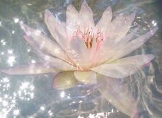 a white flower floating on top of water with sparkles in the sky behind it