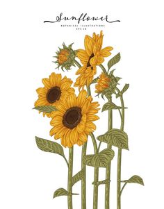 sunflowers are shown in this illustration