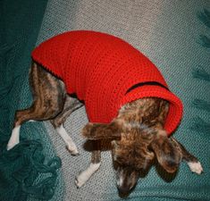 a dog wearing a red sweater on top of a couch