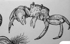 a black and white drawing of a crab