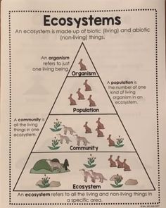 a pyramid with animals and plants on it that says, ecosytems an ecology made up of biotic living and abiottic non - living things