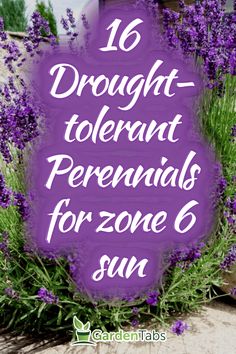 purple flowers with the words, 16 draught tolerant perennials for zone 6 sun