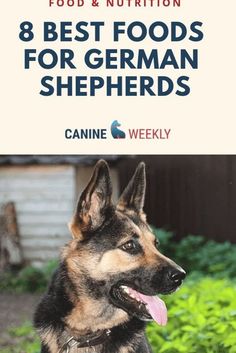 a german shepherd dog sitting in the grass with its tongue hanging out and text overlaying 8 best foods for german shepherds