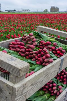 a wooden crate filled with lots of red tulips in the middle of a field