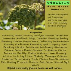 an info sheet describing the benefits of broccoli