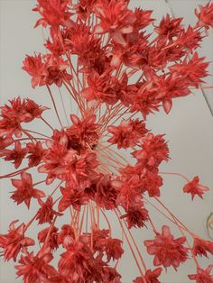 a bunch of red flowers on a white background