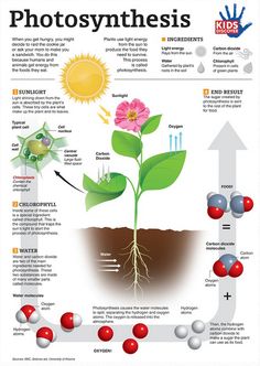 the photosyntheism diagram shows how plants grow and what they do with them