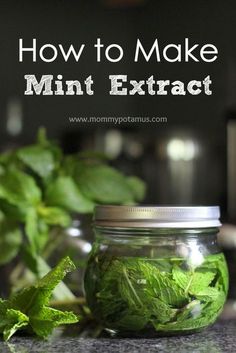 a mason jar filled with mint leaves and the words how to make mint extract on it