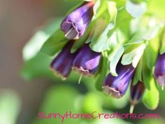 purple flowers with green leaves in the background