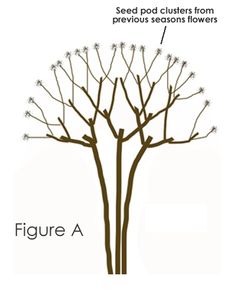 a diagram showing the parts of a flowering tree