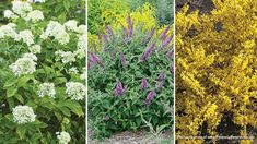 four different types of plants with white flowers and green leaves in the middle one is yellow