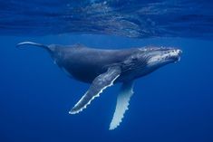 a humpback whale swimming in the ocean