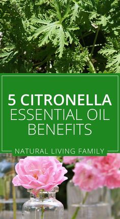 Citronella Oil Uses, Bug Repellant, Citronella Essential Oil, Citronella Oil, Essential Oil Benefits, Essential Oils Recipes, Bug Repellent, High Fat Diet, Oil Benefits