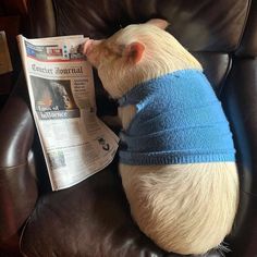 a dog is sitting on a leather chair and reading the newspaper while wearing a sweater