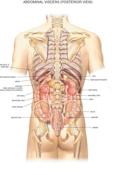 the anatomy of the female body and its major structures, including the abdomen, breast, thor