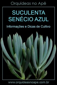 an image of succulenta in spanish on a black background