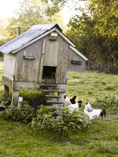 chickens and roosters in the grass next to an old outhouse on a farm