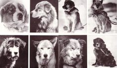 black and white pictures of dogs in different poses