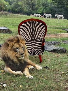 a lion laying on the grass next to a chair with zebras in the background