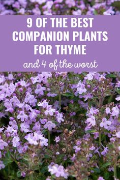 9 of the Best Companion Plants for Thyme (And 4 of the Worst) Best Companion Plants, Growing Marigolds, Thyme Flower, Companion Gardening, Companion Plants, Garden Steps, Gardening 101, Hydroponic Gardening, Raising Chickens