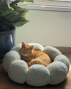 an orange tabby cat laying on top of a white and blue pet bed next to a potted plant