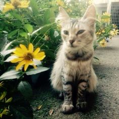 a cat sitting on the ground next to some flowers