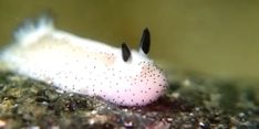 a white slug with black spots on it's face