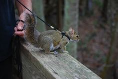 a squirrel on a leash being held by a man