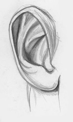 a pencil drawing of an ear