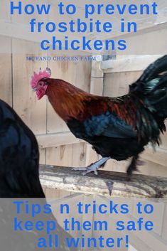 a chicken standing on top of a wooden branch with text overlay reading how to prevent frostbite in chickens tips tricks to keep them safe all winter