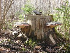 two mushrooms sitting on top of a tree stump in the middle of a wooded area