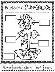 the parts of a sunflower worksheet