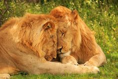 two lions laying down in the grass with their heads touching each other's eyes