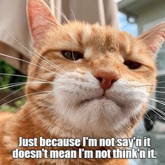 an orange and white cat looking at the camera with a caption that says,