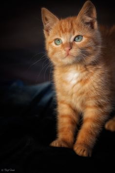 an orange kitten sitting on top of a black blanket