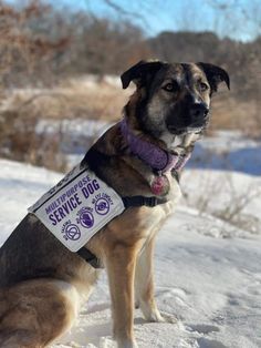 a brown and black dog sitting in the snow wearing a service dog sign on it's collar