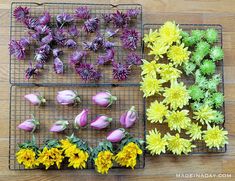 several different types of flowers are placed on wire racks