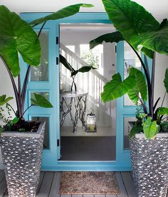 two large potted plants sitting in front of a blue door with glass inserts