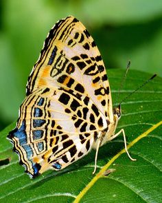 a butterfly sitting on top of a green leaf